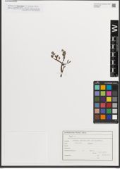 Foto von Salix L.